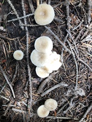 Leucocybe candicans