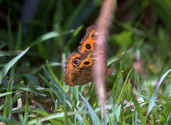 Junonia genoveva