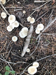 Leucocybe candicans
