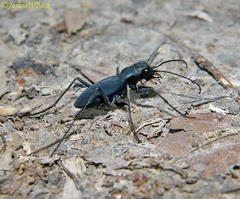 Dromochorus pilatei