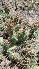 Opuntia fragilis