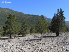 Austrocedrus chilensis
