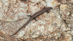 Panaspis maculicollis