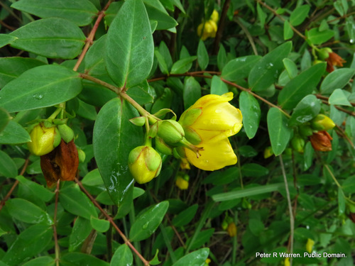 Hypericum forrestii, photograph 3