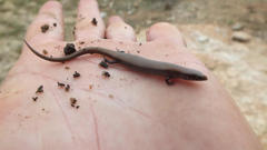 Panaspis maculicollis