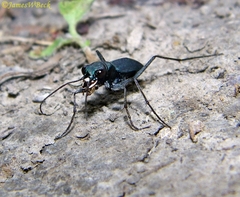 Dromochorus pilatei