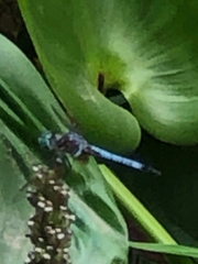 Pachydiplax longipennis