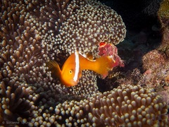 Amphiprion sandaracinos