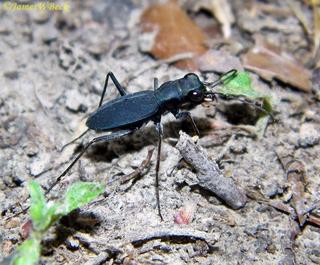 Dromo Tiger Beetles