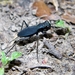 Dromo Tiger Beetles - Photo (c) James W. Beck, some rights reserved (CC BY-NC), uploaded by James W. Beck