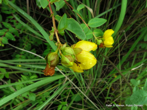 Hypericum forrestii, photograph 4