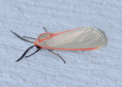 Pygarctia spraguei