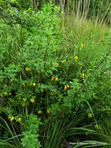 Hypericum forrestii, photograph 5
