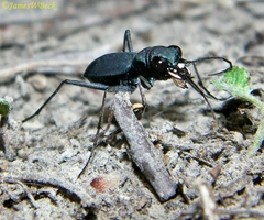 Dromochorus pilatei