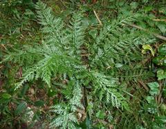 Asplenium rutifolium