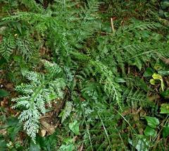 Asplenium rutifolium