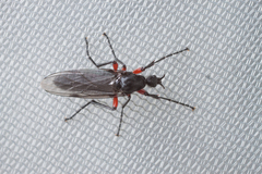 Bibio pomonae