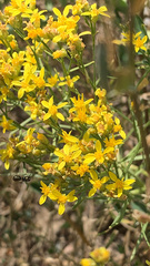 Gutierrezia sarothrae