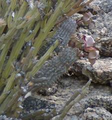 Hoodia currorii currorii