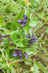 Gentiana dschungarica