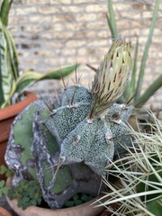 Astrophytum