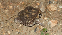 Breviceps adspersus