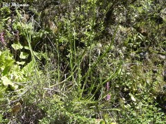 Baccharis sagittalis