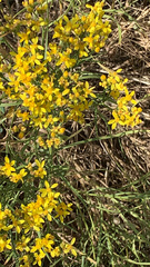 Gutierrezia sarothrae