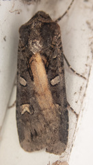 Actebia fennica