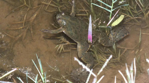 Xenopus muelleri