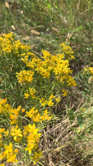 Gutierrezia sarothrae