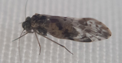 Trichadenotecnum majus