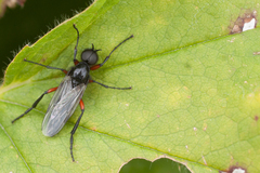 Bibio pomonae