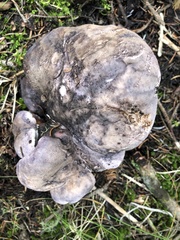 Phellodon violascens