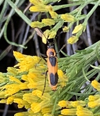 Chauliognathus basalis