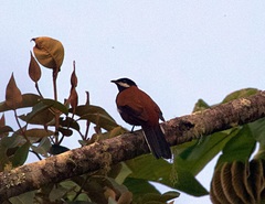 Entomodestes leucotis