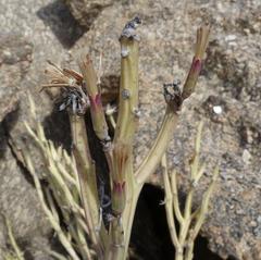 Kleinia longiflora