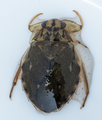 Ambrysus mormon