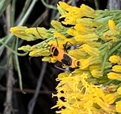 Chauliognathus basalis