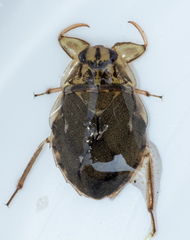 Ambrysus mormon