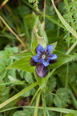 Gentiana dschungarica