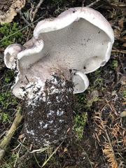 Phellodon violascens