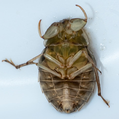 Ambrysus mormon