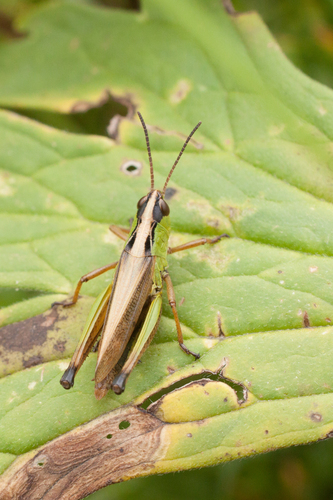 Water-meadow Grasshopper