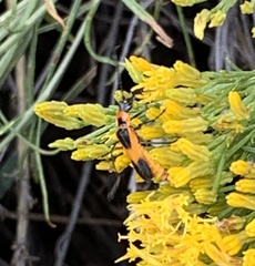 Chauliognathus basalis