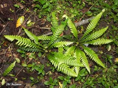 Blechnum mochaenum