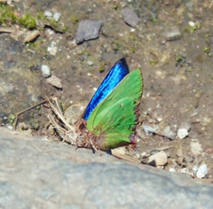 Cyanophrys longula