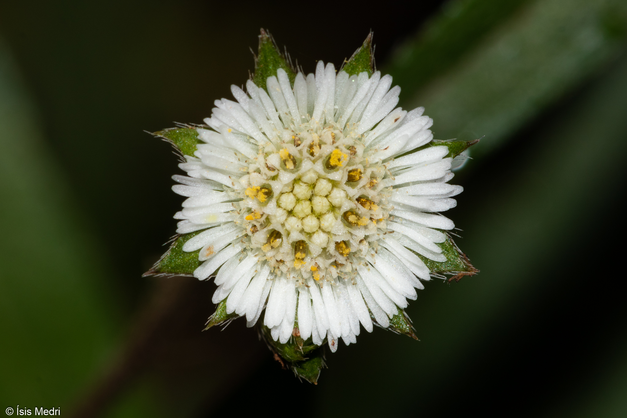 Eclipta prostrata