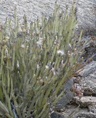 Kleinia longiflora