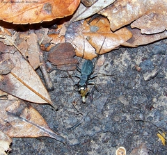 Dromochorus pilatei